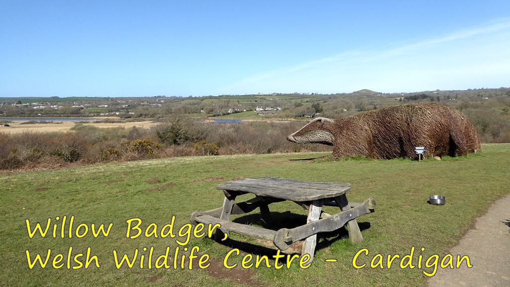 Welsh Wildlife Centre And Willow Badger