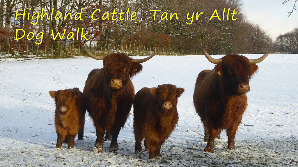 Highland Cattle on Dog Walk from Tan yr Allt