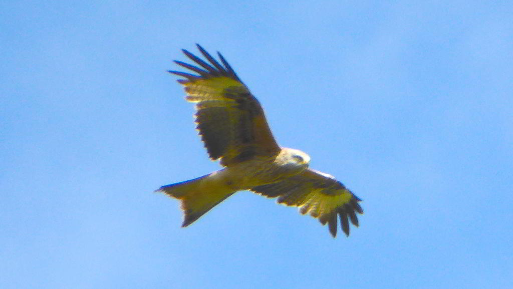 Red Kite