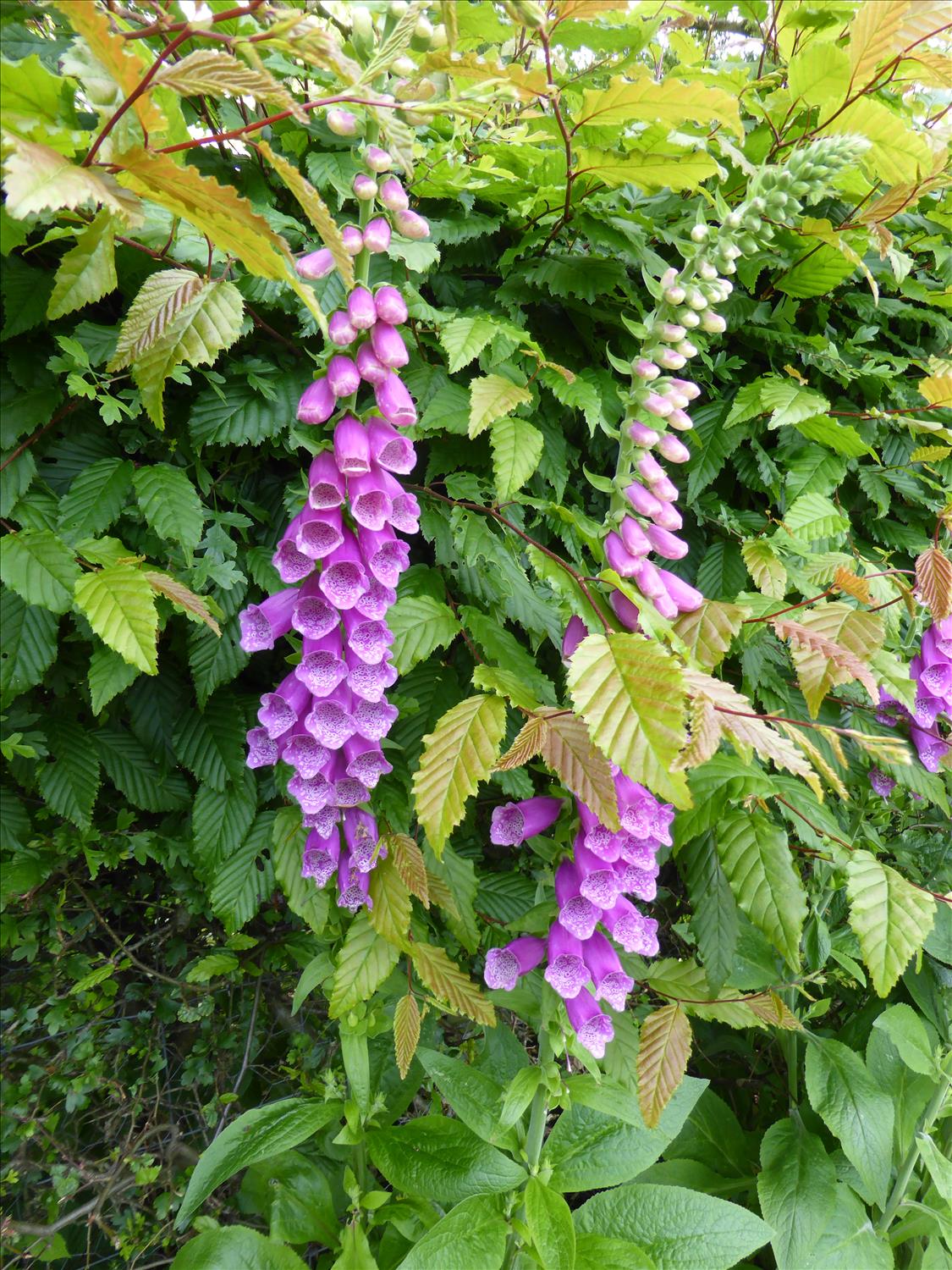 Foxgloves