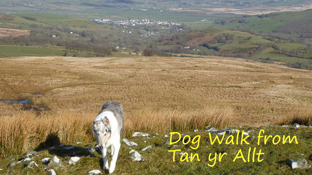 View of Tregaron on a Dog Walk from Tan yr Allt