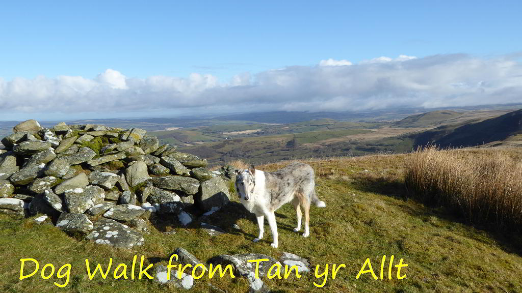 View of Cambrian Mountains on Dog Walk from Tan yr Allt