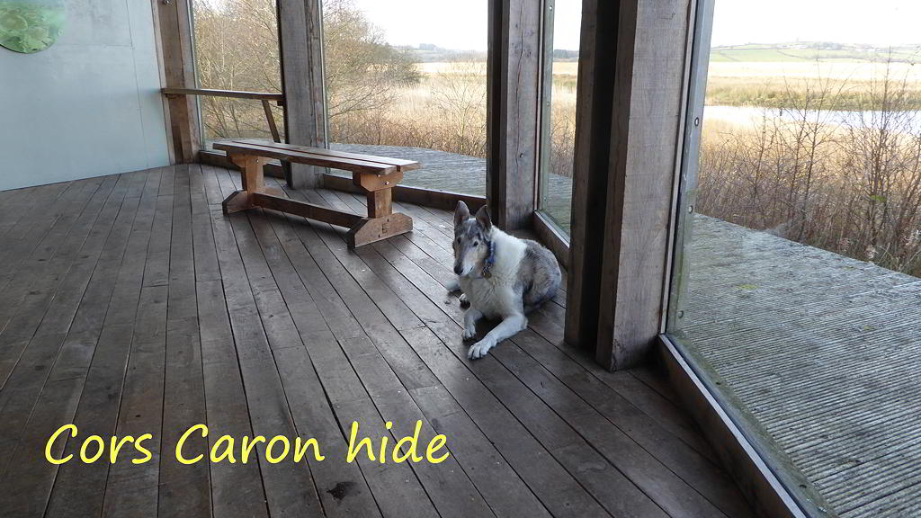 Cors Caron Hide