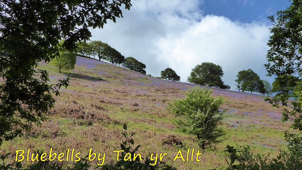 Bluebells near Tan yr Allt