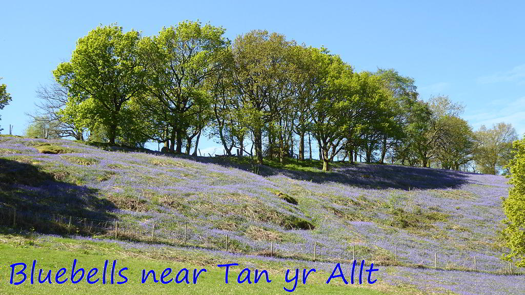 Bluebells