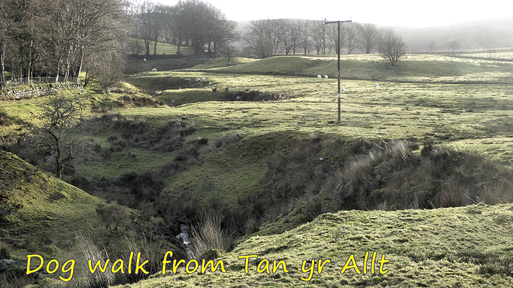 Dog Walk from Tan yr Allt