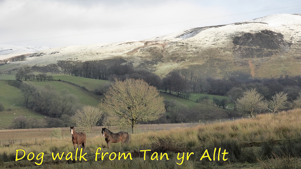 Dog Walk from Tan yr Allt