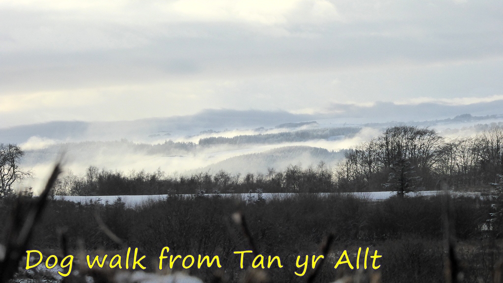 Dog Walk from Tan yr Allt