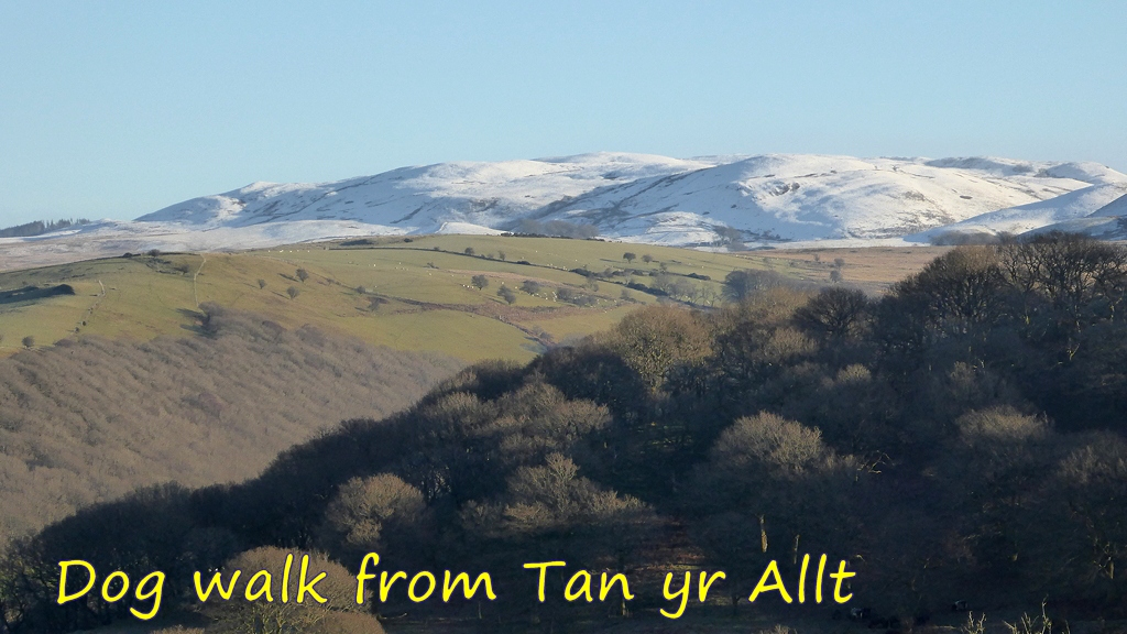 Dog Walk from Tan yr Allt