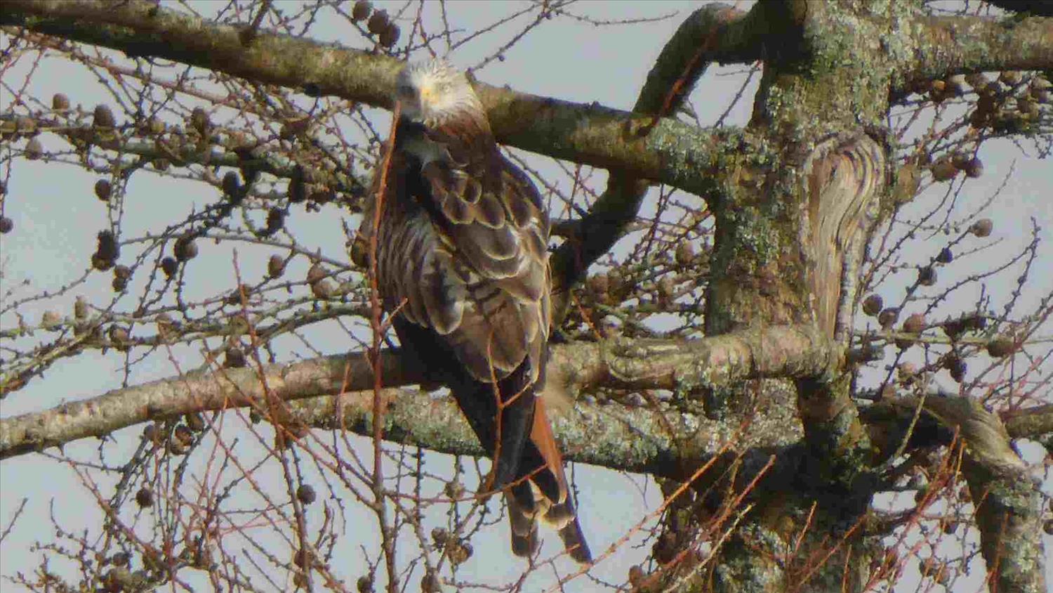 Red Kite